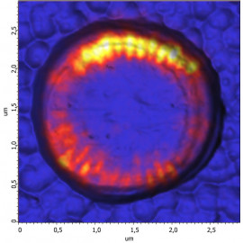 Whispering-Gallery Modes of Microdisk Resonator