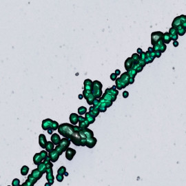 Salt crystals on Si