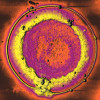 sio2-sno2_nanocomposites_10x10um_2