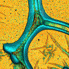 topo-phase_sps-pvdf5um