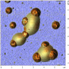 topomodulusoverlay_6um_scales