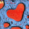 ps_ldpe_heart_8x8um_eoverlay