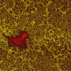 N membrane (VEGA)