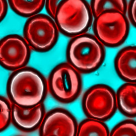 Blood cells on glass