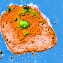 Cell of Epithelium Buccalis