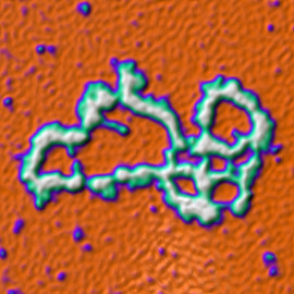 DNA Plasmid