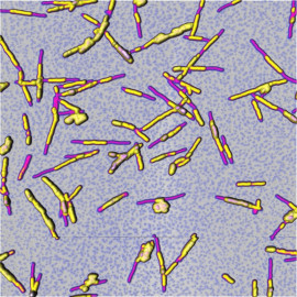 Nanofibers of RADA-16-I peptide