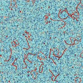 DNA plasmids on MICA (VEGA)