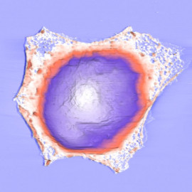 COS1 Fixed Cell in Liquid