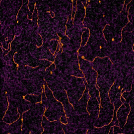 Cartridge head: DNA on mica