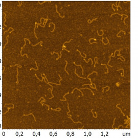 DNA-Nucleosome complexes immobilized on functionalized mica