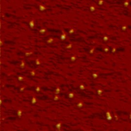 BSA molecules on mica