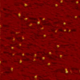 BSA molecules on mica