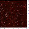 dna-avidin-complexes-1