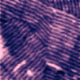 The dodecylamine lamellae on HOPG