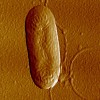 pseudomonas_bacteria2