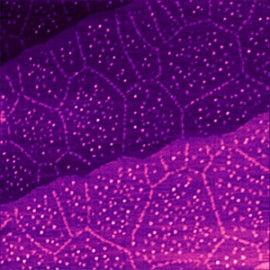 Silicon nano-islands