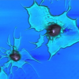 Lymphocytes of human blood