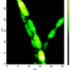 algal-cells_2