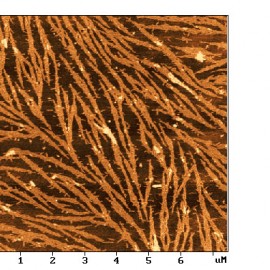 Collapsed Langmuir-Blodgett film