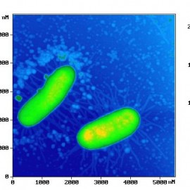 E-coli JM-109 enteric bacillus