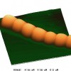 anabaena