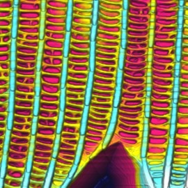 Erebia Regela (butterfly) wing